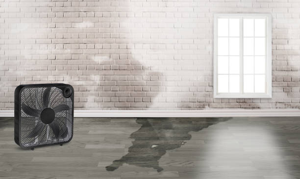 Best Carpet water damage restoration  in Bowmansville, PA